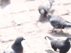 -青岛天主教堂(市南区)