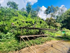 -西双版纳原始森林公园