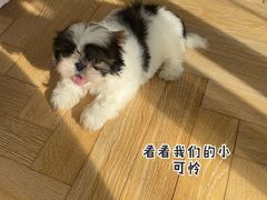 -中环花鸟鱼虫市场