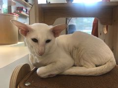 -飞行喵MR PILOT|猫舍·猫咖(静安大融城店)