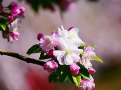 -海棠花溪(元大都城垣遗址公园)