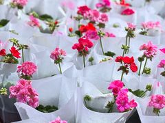 -北京国际鲜花港