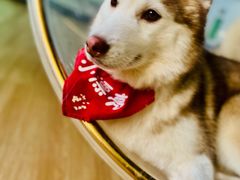 -Husky Go! 哈士奇体验馆·宠物咖啡厅狗咖