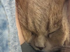 -楼上猫咖(罗湖店)