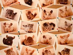 -龙猫仔乐园(惠福东路店)