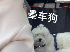 -宠物家(双井店)