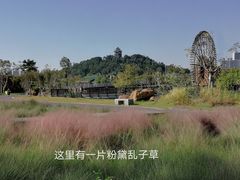 -王借岗森林公园