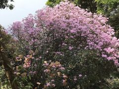 -梧桐山风景名胜区