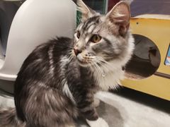 -瞄一喵猫咖(格力海岸店)