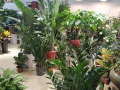 -双季花艺园艺市场(浦东店)