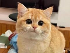 -欣宠猫屋·矮脚拿破仑·蓝金金渐层
