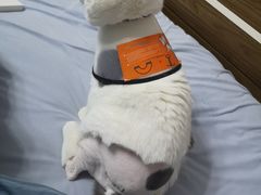 -美联众合动物医院·24h转诊中心
