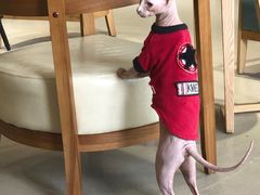 -藏猫猫咖啡主题馆(中央大道店)