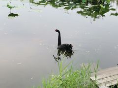 -原鄉本味 楚菜 丹江口鱼(北苑店)