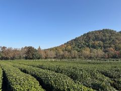 -绿茶餐厅(龙井船宴· 品牌总店)