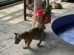 -秦皇岛野生动物园