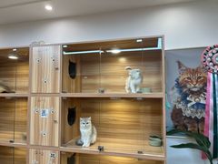 -猫十亿·布偶金渐层·曼基康矮脚猫舍(青年路店)