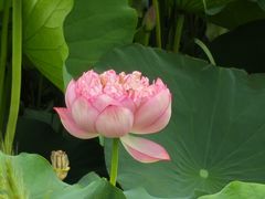-绿堤公园