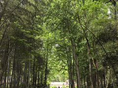-青龙山国家森林公园