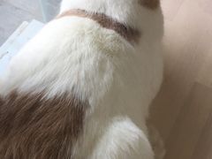 -爱侣宠医·鹦鹉专科·小型哺乳类·异宠专科(灵石路店)