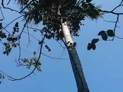 -海南槟榔谷黎苗文化旅游区