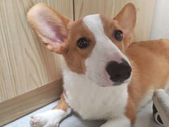 -安安宠医宠物医院·异宠·犬猫内科(岳阳分院)
