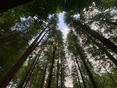 -广州市帽峰山景区