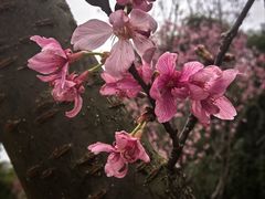 -厦门悦华酒店