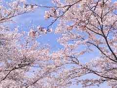 -天王浮山樱花园