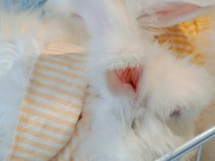 -怪兽屋·羊驼·猫咖·狗咖(俊华广场店)