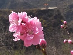 -荆紫仙山景区票务中心