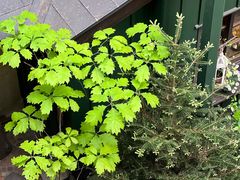 -三鹰之森吉卜力美术馆