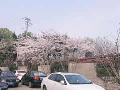-嘉定紫藤园