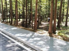 -日照海滨国家森林公园