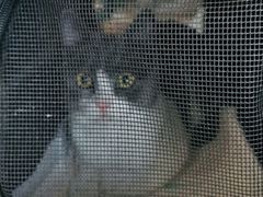 -欧奕国际动物医院