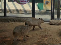 -大连森林动物园