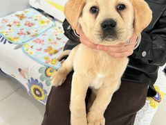 -翊宠yipet猫狗购宠庄园犬舍•猫舍