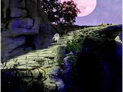 -夜间野生动物园