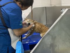 -瑞派动物医院·猫专科·至诚(江南中分院)