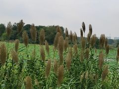 -贡湖湾湿地公园