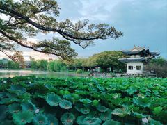 -江心屿景区