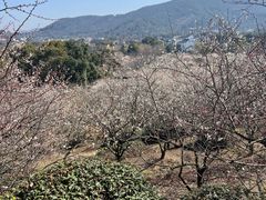 -香雪海