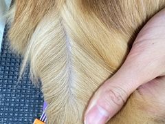 -唐小姐の私宠·宠物洗护美容·撸猫馆·购宠(周浦万达旗舰店)