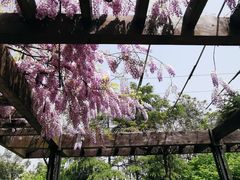 -上海鲜花港