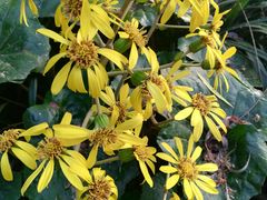 -苏州河梦清园环保主题公园