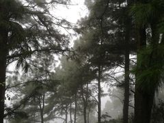 正好下着小雨，雾蒙蒙的，松树很美！-敬亭山风景名胜区