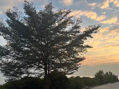 -深圳湾公园(南山区)