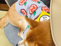 -逗柴咖啡屋·狗咖猫咖宠物桌游
