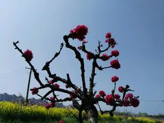 -南汇桃花村