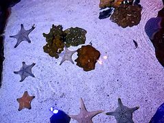 -暹罗海洋世界